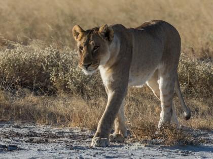 Lion-70-Etosha-Wildlife-Wide