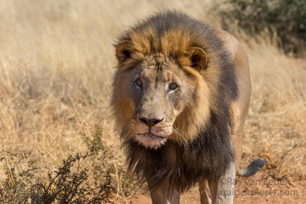 Lion-8-Naankuse-Wildlife-Portrait