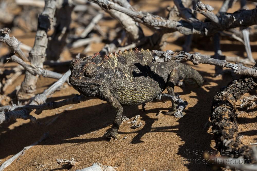 Little-5-18-Swakopmund-Wildlife-Portrait