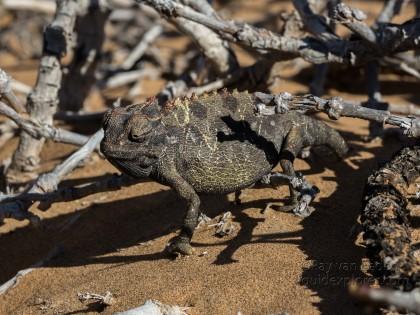 Little-5-18-Swakopmund-Wildlife-Portrait