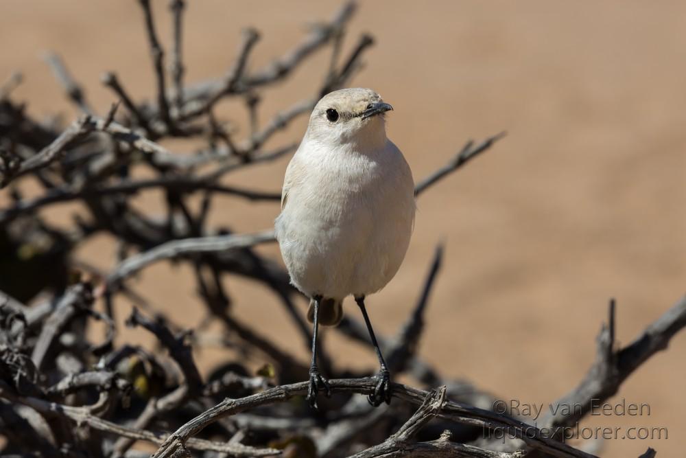 Little-5-21-Swakopmund-Wildlife-Portrait