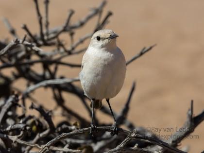 Little-5-21-Swakopmund-Wildlife-Portrait