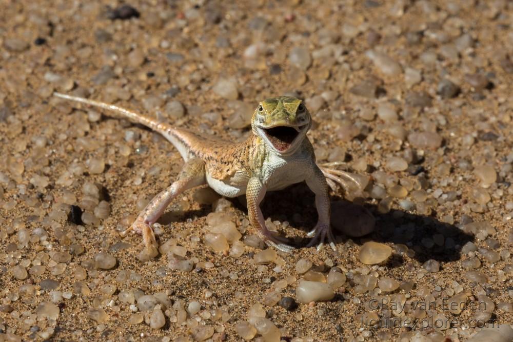 Little-5-24-Swakopmund-Wildlife-Portrait