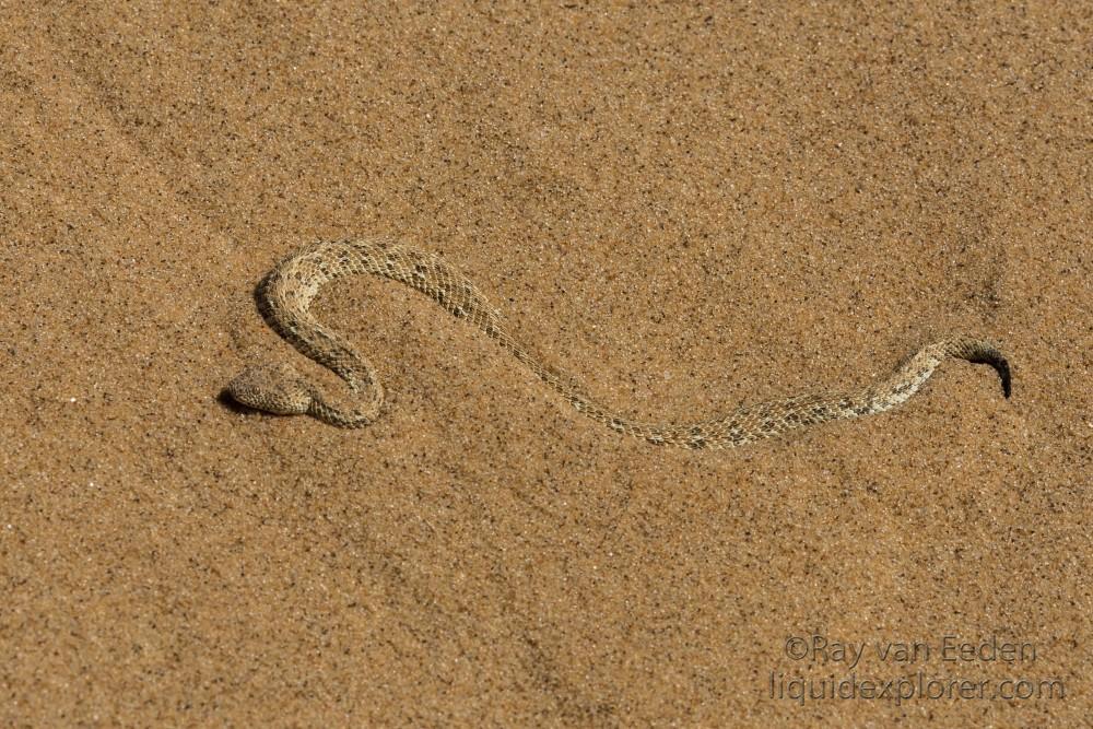 Little-5-27-Swakopmund-Wildlife-Portrait