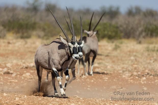 Oryx-2-Etosha-Wildlife-Wide