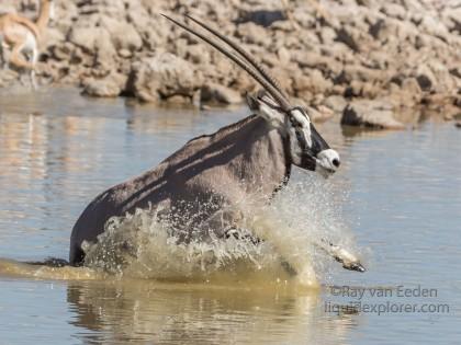 Oryx-4-Etosha-Wildlife-Wide