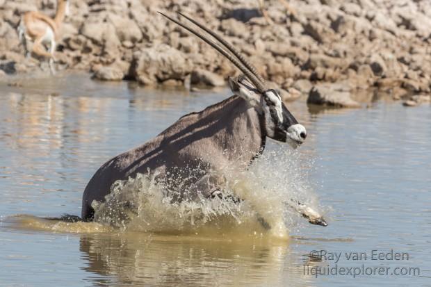 Oryx-4-Etosha-Wildlife-Wide