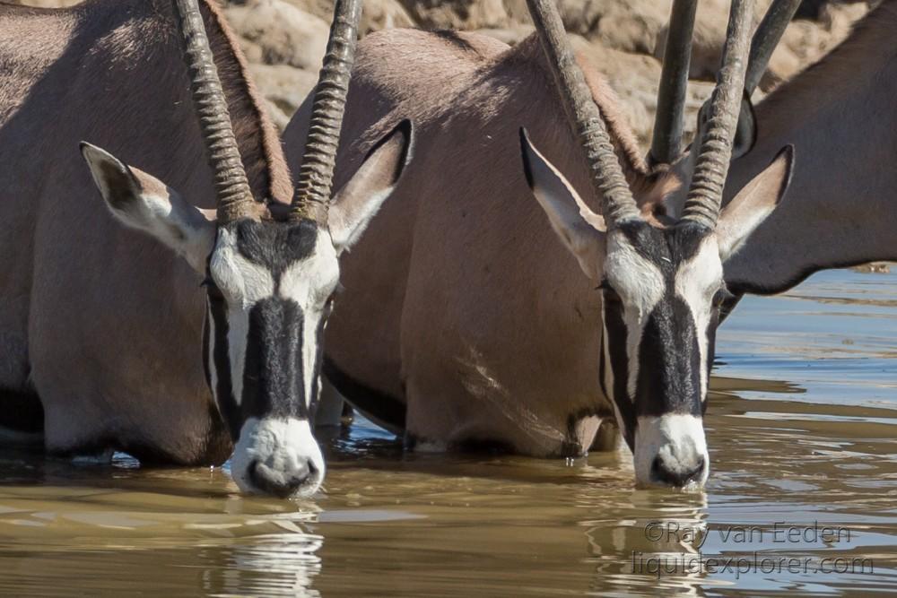 Oryx-7-Etosha-Wildlife-Portrait