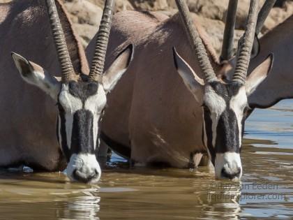Oryx-7-Etosha-Wildlife-Portrait
