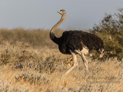 Ostrich-1-Etosha16-Wildlife-Wide