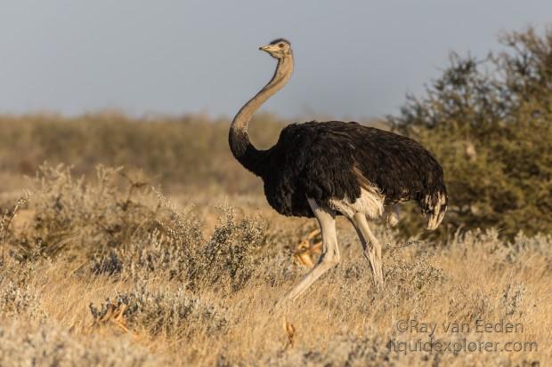Ostrich-1-Etosha16-Wildlife-Wide