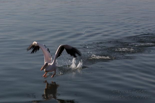 Pelican-1-Walvis-Bay-Wildlife-Wide