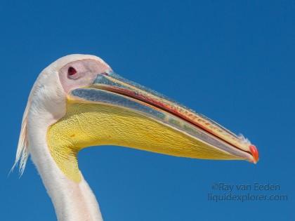 Pelican-16-Walvis-Bay-Wildlife-Portrait