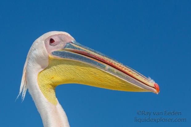 Pelican-16-Walvis-Bay-Wildlife-Portrait