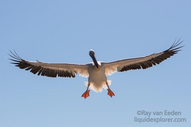Pelican-22-Walvis-Bay-Wildlife-Wide