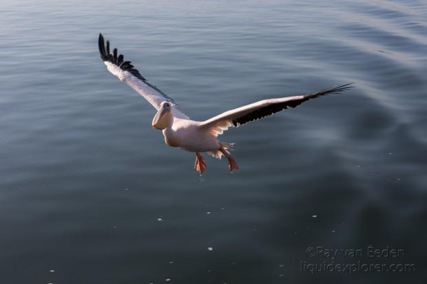 Pelican-4-Walvis-Bay-Wildlife-Wide