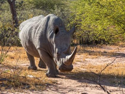 Rhino-2-Waterberg-Wildlife-Wide
