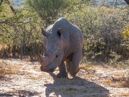 Rhino-6-Waterberg-Wildlife-Wide