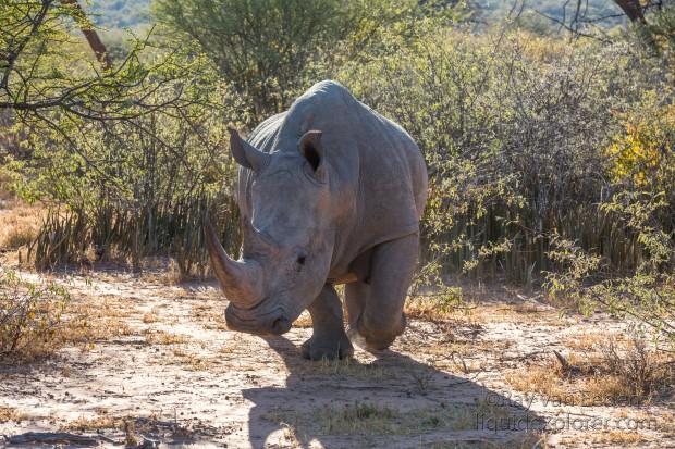 Rhino-6-Waterberg-Wildlife-Wide