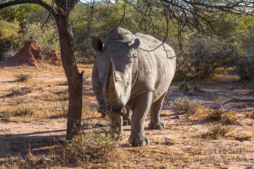 Rhino-9-Waterberg-Wildlife-Wide