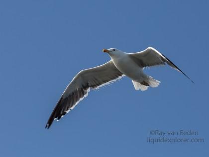 Seagull-11-Walvis-Bay-Wildlife-Wide