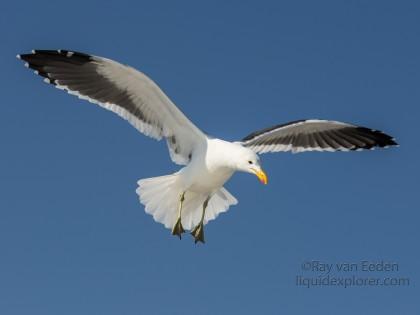 Seagull-15-Walvis-Bay-Wildlife-Wide