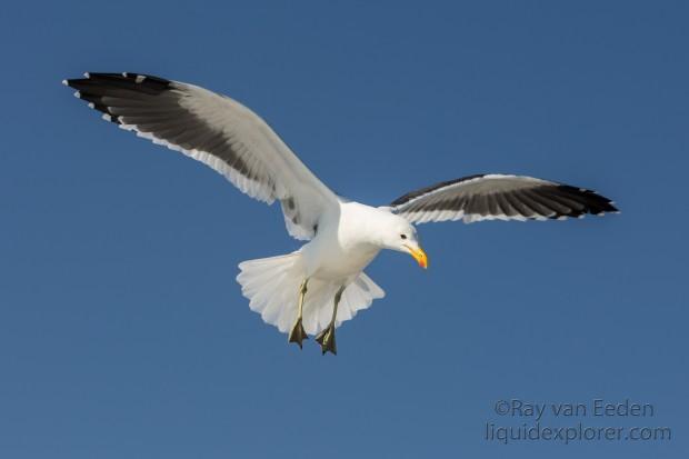 Seagull-15-Walvis-Bay-Wildlife-Wide