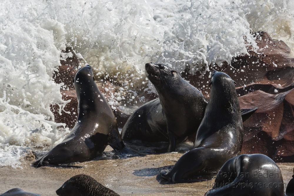 Seals-3-Cape-Cross-Wildlife-Wide