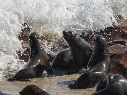Seals-3-Cape-Cross-Wildlife-Wide