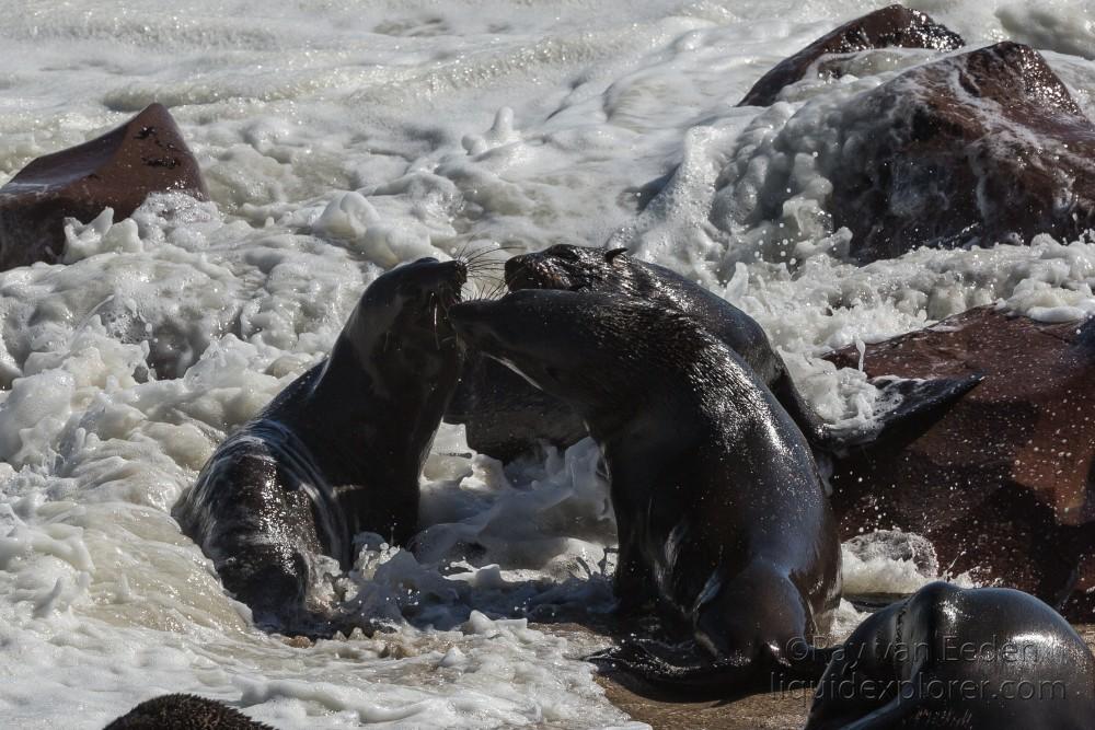 Seals-4-Cape-Cross-Wildlife-Wide