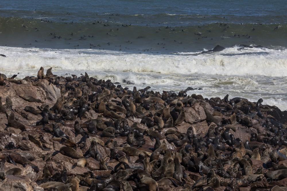 Seals-5-Cape-Cross-Wildlife-Wide