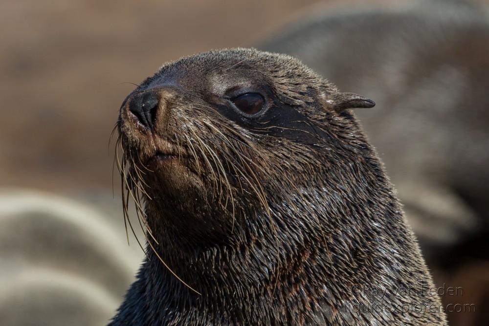 Seals-7-Cape-Cross-Wildlife-Portrait