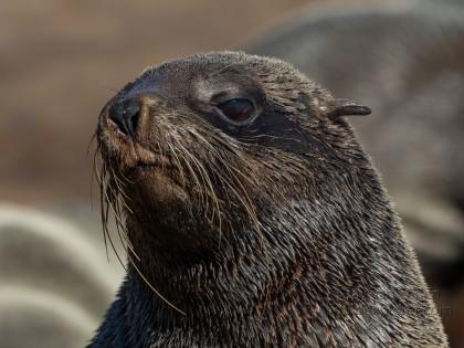 Seals-7-Cape-Cross-Wildlife-Portrait