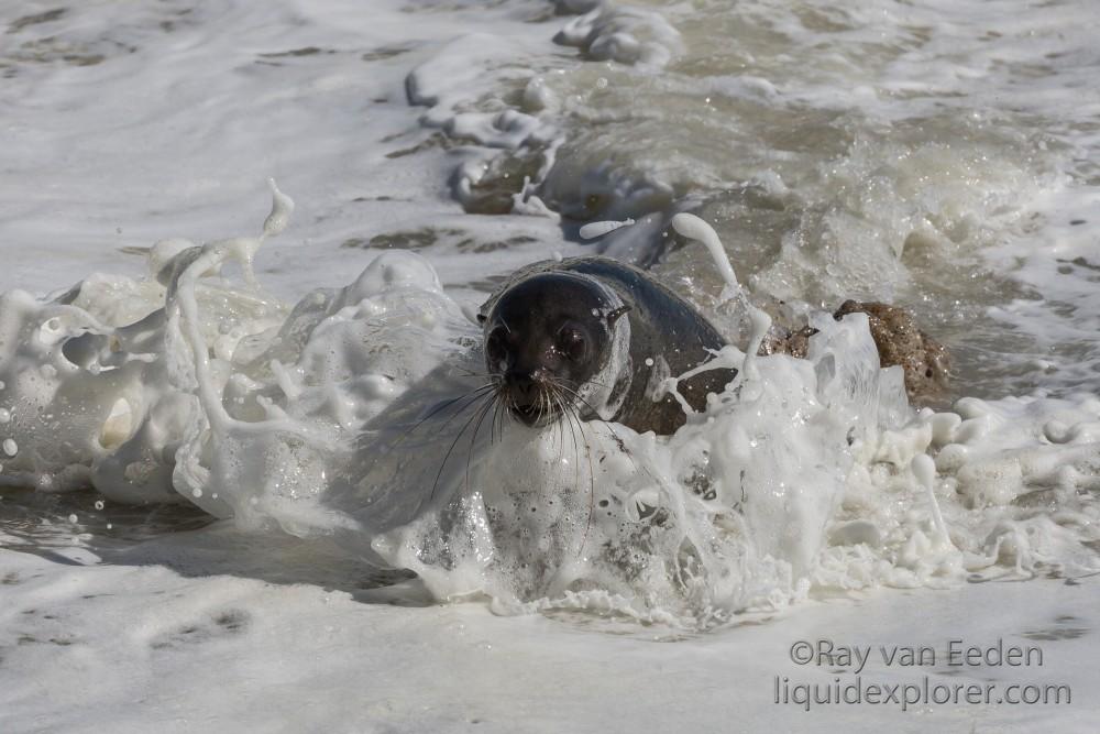 Seals-8-Cape-Cross-Wildlife-Portrait