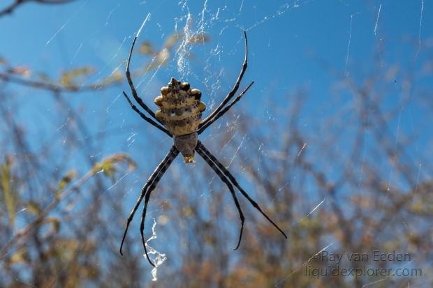 Spider-1-Waterberg-Wildlife-Portrait