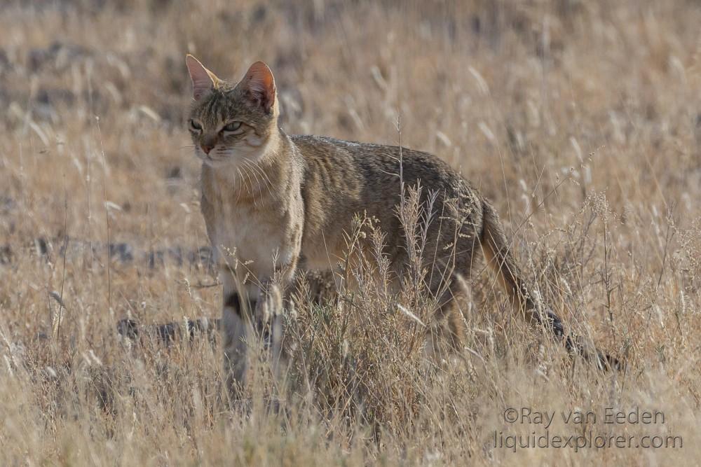 Wild-Cat-2-Etosha-Wildlife-Wide