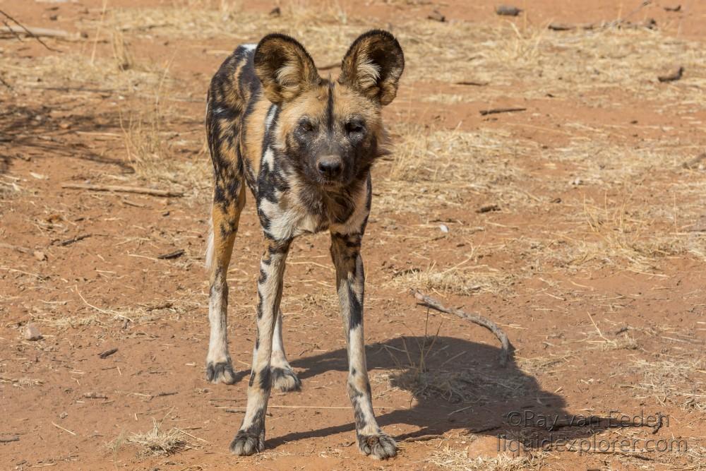 Wild-Dogs-5-Naankuse-Wildlife-Wide