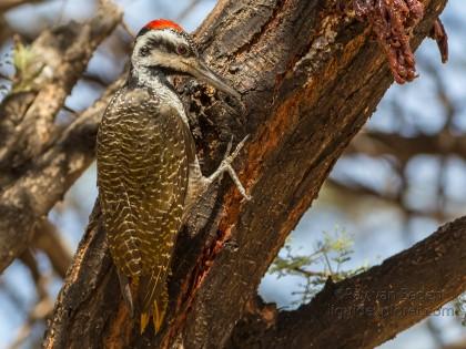 Woodpecker-3-Erindi-Wildlife-Portrait