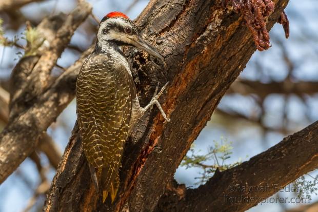 Woodpecker-3-Erindi-Wildlife-Portrait