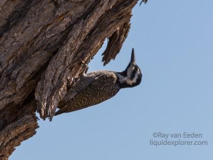 Woodpecker-5-Erindi-Wildlife-Portrait