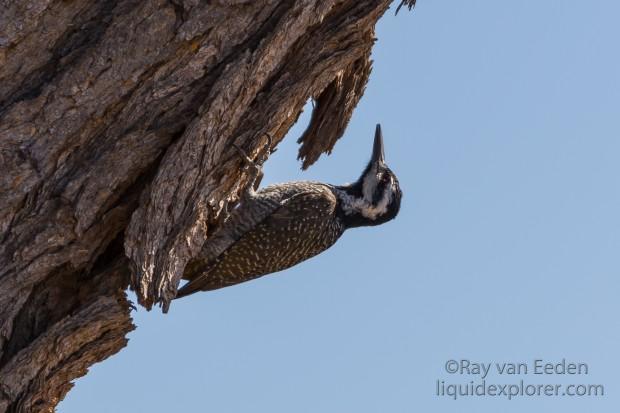 Woodpecker-5-Erindi-Wildlife-Portrait