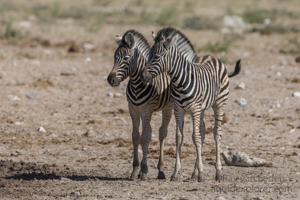 Zebra-10-Etosha16-Wildlife-Wide