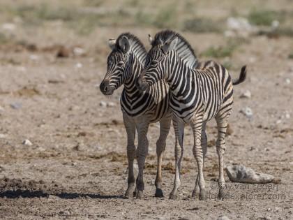 Zebra-10-Etosha16-Wildlife-Wide