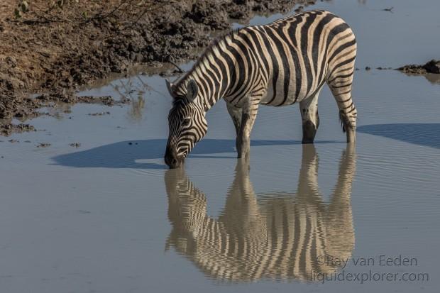 Zebra-13-Etosha16-Wildlife-Wide