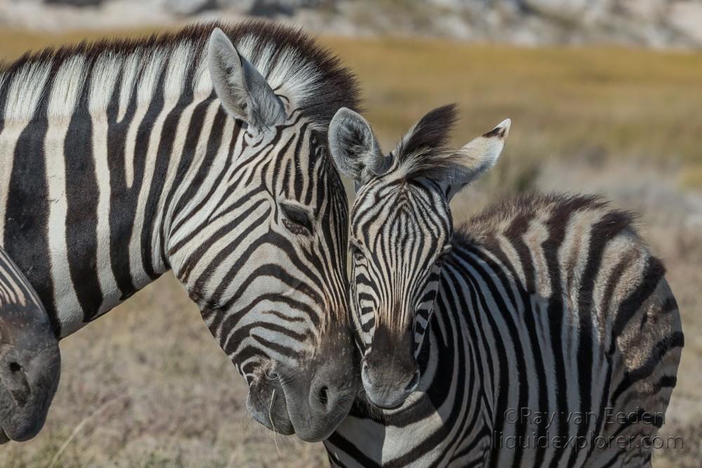 Zebra-19-Etosha-Wildlife-Portrait