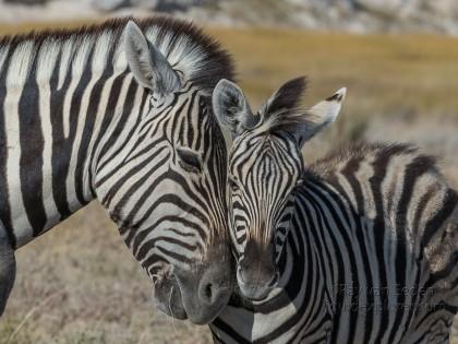 Zebra-19-Etosha-Wildlife-Portrait