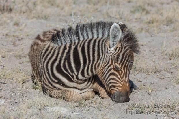 Zebra-21-Etosha-Wildlife-Portrait