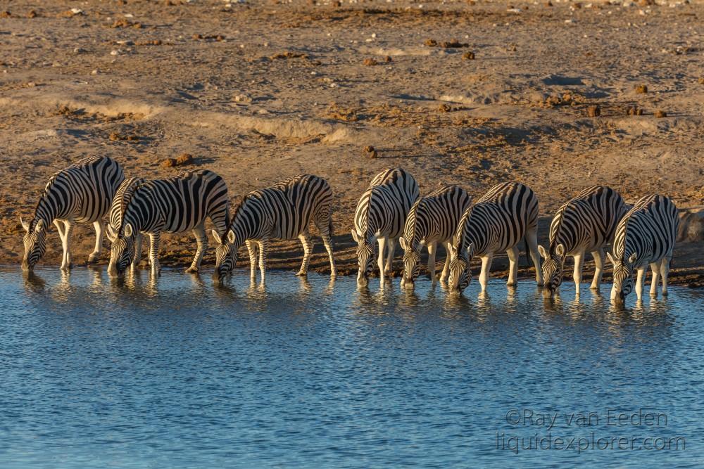 Zebra-23-Etosha-Wildlife-Wide