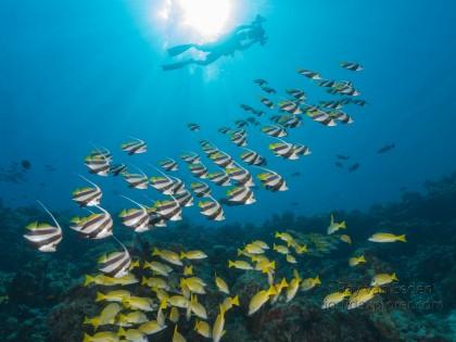 Banner fish – Express – Underwater wide -2
