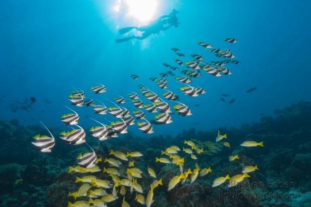Banner fish – Express – Underwater wide -2